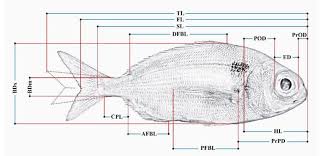 Image result for Pagellus bogaraveo