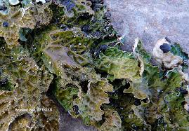 Attēlu rezultāti vaicājumam “Plectocarpon lichenum”