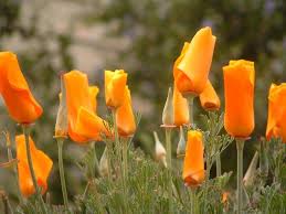 Attēlu rezultāti vaicājumam “Eschscholzia californica flower”
