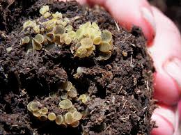 Attēlu rezultāti vaicājumam “Ascobolus furfuraceus”