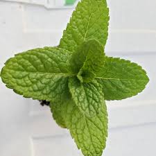 Attēlu rezultāti vaicājumam “Mentha spicata leaf”