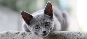 Afbeeldingsresultaat voor katten