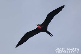 Image result for Fregata aquila