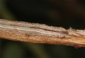 Attēlu rezultāti vaicājumam “Eulithis testata”