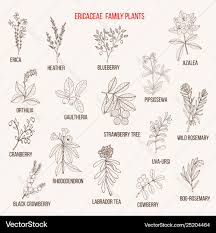 Attēlu rezultāti vaicājumam “Ericaceae”