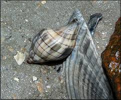 Image result for Cinctura hunteria