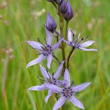 Attēlu rezultāti vaicājumam “Swertia perennis leaf”