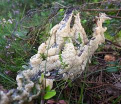 Attēlu rezultāti vaicājumam “Diderma subviridifuscum spores”