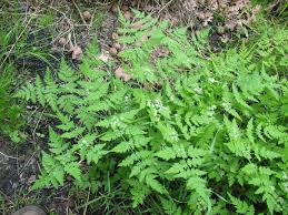 Image result for Myrrhis odorata