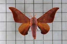 Attēlu rezultāti vaicājumam “Endromidae”