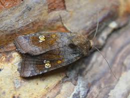 Attēlu rezultāti vaicājumam “Amphipoea”