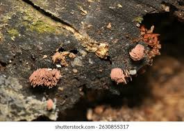 Attēlu rezultāti vaicājumam “Stemonitis axifera young”