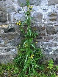 Attēlu rezultāti vaicājumam “Sonchus asper flower”