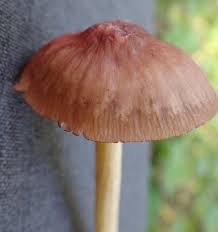 Attēlu rezultāti vaicājumam “Mycena belliarum”