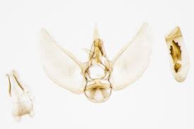 Attēlu rezultāti vaicājumam “Eupithecia subumbrata”