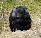 Chimpanzee, Belfast Zoo - via Daymix