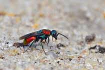 Attēlu rezultāti vaicājumam “Hedychrum sp.”