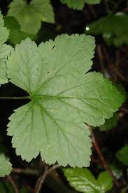 Attēlu rezultāti vaicājumam “Ribes rubrum leaf”