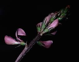 Attēlu rezultāti vaicājumam “Onobrychis arenaria leaf”