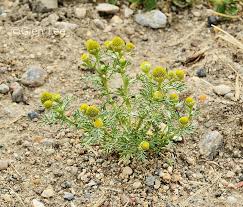 Attēlu rezultāti vaicājumam “Matricaria discoidea leaf”