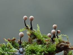 Attēlu rezultāti vaicājumam “Lamproderma columbinum”