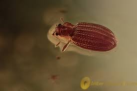 Attēlu rezultāti vaicājumam “Latridiidae”