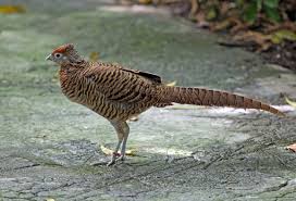 Image result for Chrysolophus amherstiae