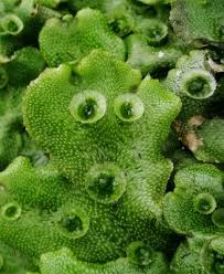 Attēlu rezultāti vaicājumam “Marchantia polymorpha”