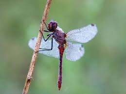 Attēlu rezultāti vaicājumam “Sympetrum sanguineum male”