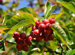 Attēlu rezultāti vaicājumam “Crataegus x macrocarpa”