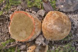 Attēlu rezultāti vaicājumam “Rhizopogon luteolus”