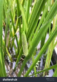 Attēlu rezultāti vaicājumam “Acorus calamus leaf”