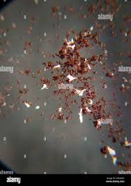 Attēlu rezultāti vaicājumam “Physarum ovisporum”