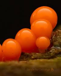 Attēlu rezultāti vaicājumam “Stemonitis marjana spores”