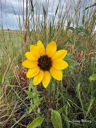 Attēlu rezultāti vaicājumam “Helianthus annuus flower”