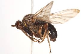 Attēlu rezultāti vaicājumam “Empis sp.”