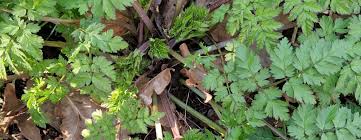 Attēlu rezultāti vaicājumam “Anthriscus sylvestris leaf”