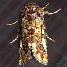 Attēlu rezultāti vaicājumam “Panolis flammea”