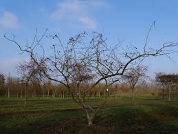 Attēlu rezultāti vaicājumam “Mespilus germanica”