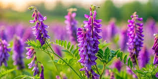 Attēlu rezultāti vaicājumam “Vicia cracca”