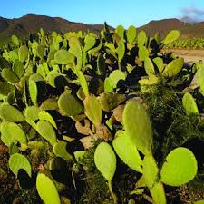 Attēlu rezultāti vaicājumam “Hemitrichia lutescens sessile”