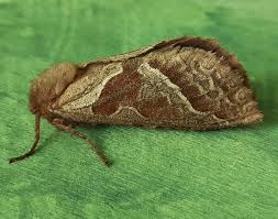 Attēlu rezultāti vaicājumam “Hepialus sylvina female”