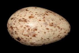 Attēlu rezultāti vaicājumam “Grus grus eggs”