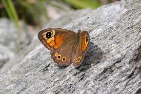 Attēlu rezultāti vaicājumam “Lasiommata maera underside”