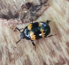 Attēlu rezultāti vaicājumam “Diaperis boleti”