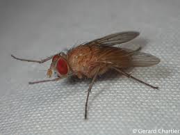 Attēlu rezultāti vaicājumam “Brachycera”