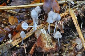 Attēlu rezultāti vaicājumam “Spinellus fusiger”