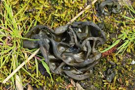 Attēlu rezultāti vaicājumam “Nostoc commune”