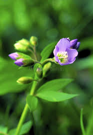 Attēlu rezultāti vaicājumam “Polemonium caeruleum bud”