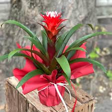 Картинки по запросу гусмания